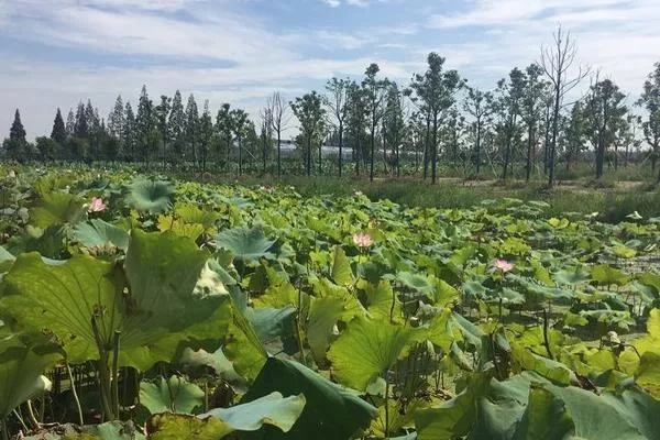 上海崇明荷花博览园2021年9月免费活动