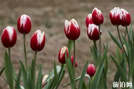 洛阳郁金香观赏地盘点 花期+票价信息