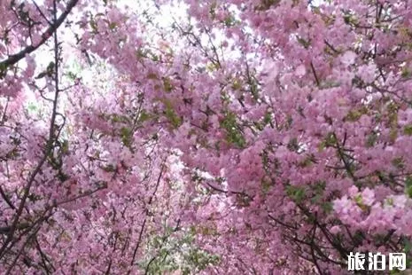 永福樱花园需要门票吗 永福2022年樱花门票及花期介绍 永福樱花园需要门票吗 永福2022年樱花门票及花期介绍