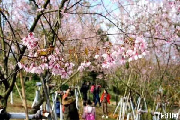 江门圭峰山门票及观光车价格介绍 附赏樱花攻略