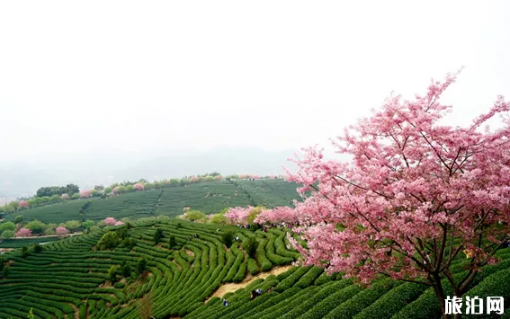 永福樱花园需要门票吗 永福2022年樱花门票及花期介绍 永福樱花园需要门票吗 永福2022年樱花门票及花期介绍