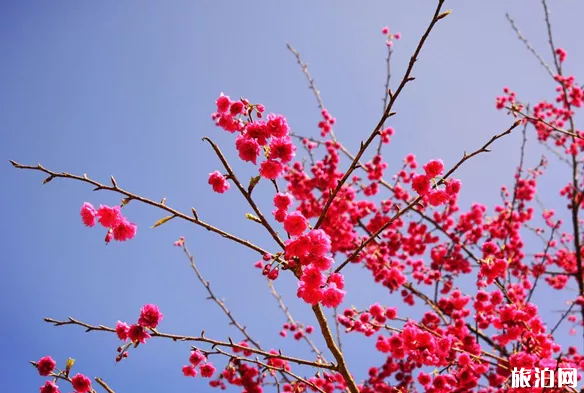 永福樱花园需要门票吗 永福2022年樱花门票及花期介绍