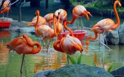 2021年起武汉动物园关闭-年卡怎么办 武汉电竞旅游嘉年华活动内容