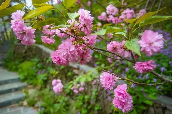 武汉黄陂清凉寨樱花开放时间及门票路线介绍 武汉黄陂清凉寨樱花开放时间及门票路线介绍