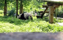 2022都江堰熊猫苑3月1日免费开放日 附门票预约流程