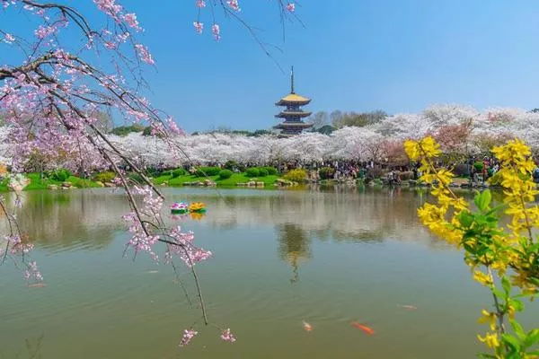 2021年武汉东湖樱花节门票及优惠政策 东湖赏樱专线观光车指南