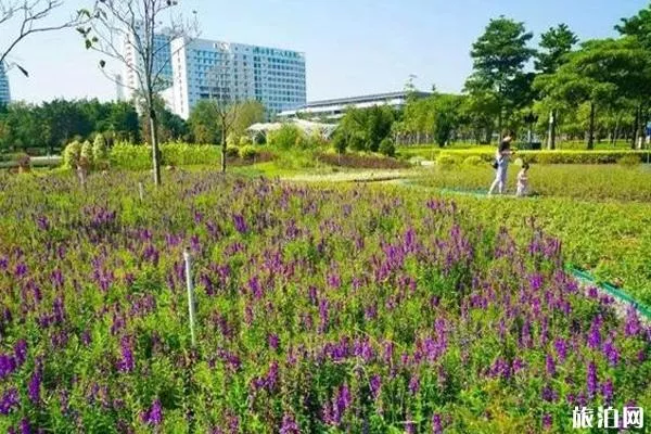 佛山秋季赏花攻略
