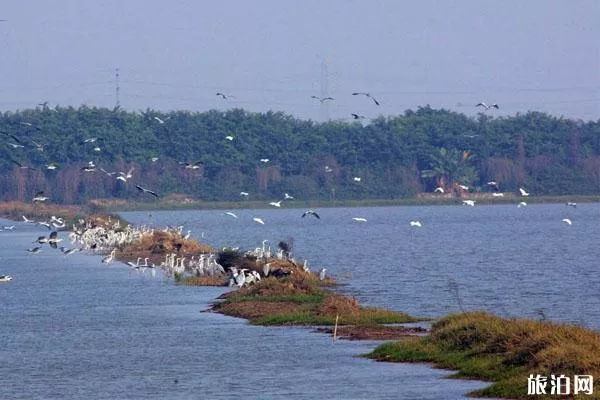 2020广州南沙湿地新春活动有哪些