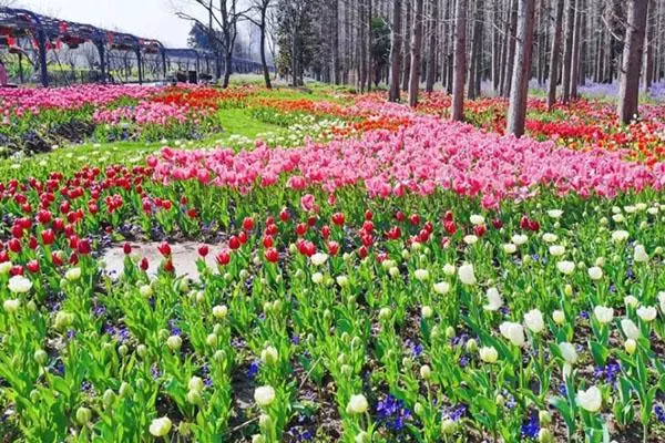 2021上海崇明花朝节活动指南-门票多少钱