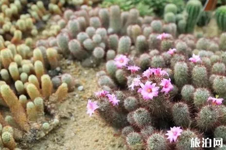 2018年仙湖植物园可以开车进去吗 深圳仙湖植物园门票+拍照攻略 2018年仙湖植物园可以开车进去吗 深圳仙湖植物园门票+拍照攻略