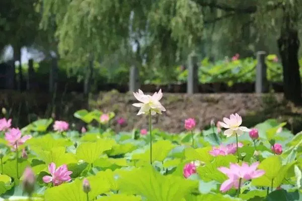 2022岳阳君山野生荷花世界门票价格 附免票优惠政策