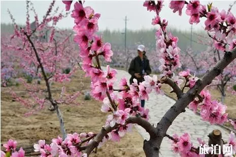 2019迁安亚滦湾桃花节时间+门票+活动介绍