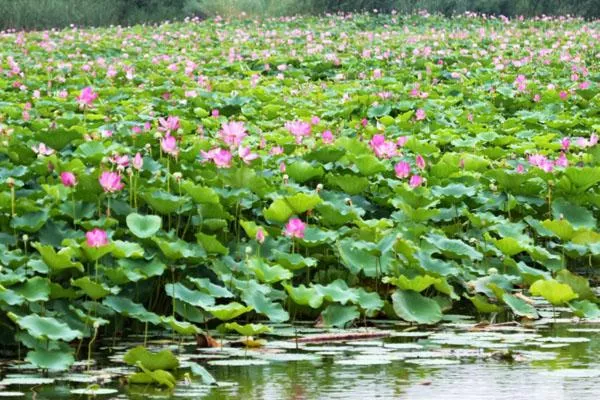 2022岳阳君山野生荷花世界门票价格 附免票优惠政策