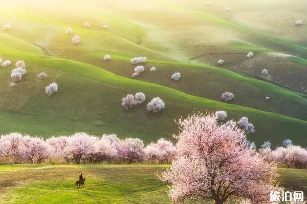 吐尔根杏花沟门票和景点介绍