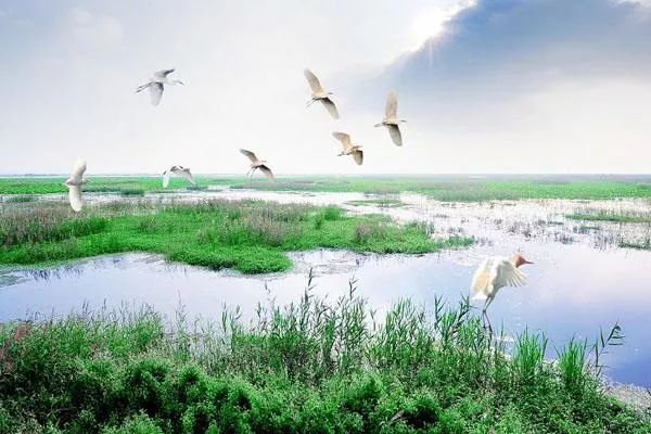 泗洪洪泽湖湿地公园介绍旅游攻略