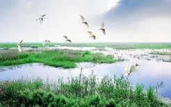 泗洪洪泽湖湿地公园介绍旅游攻略