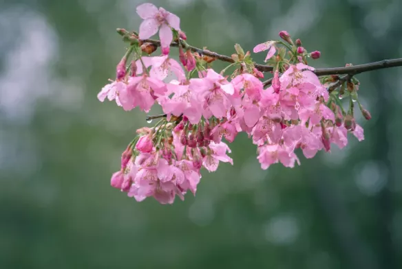 2021合肥非遗园樱花节时间及门票优惠-活动详情