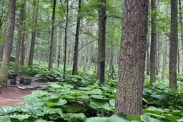 洛阳白云山景区交通路线攻略