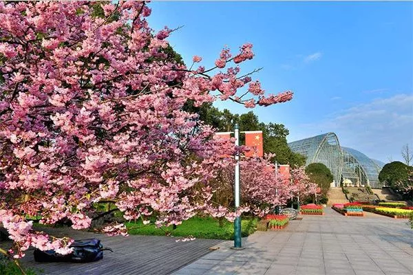 重庆南山植物园春季赏花游玩攻略