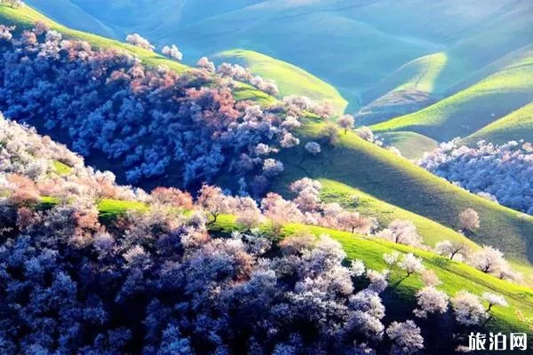 吐尔根杏花沟门票和景点介绍