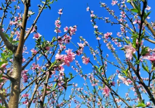 2022广州3月最新赏花攻略