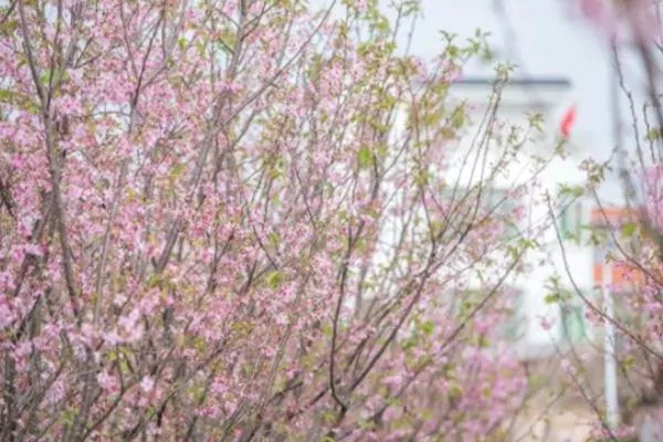 2022广州3月最新赏花攻略