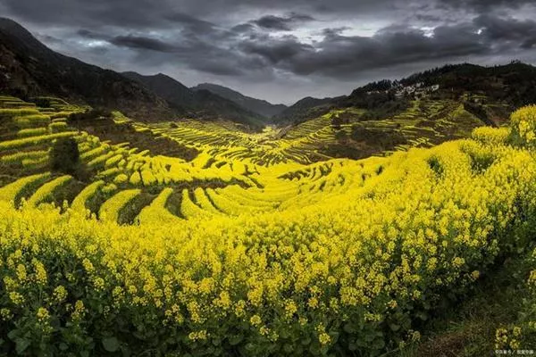 婺源油菜花旅游攻略 几月份最好