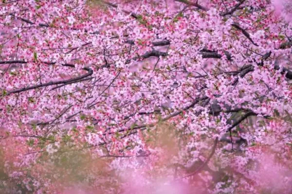 2021合肥非遗园樱花节时间及门票优惠-活动详情 2021合肥非遗园樱花节时间及门票优惠-活动详情