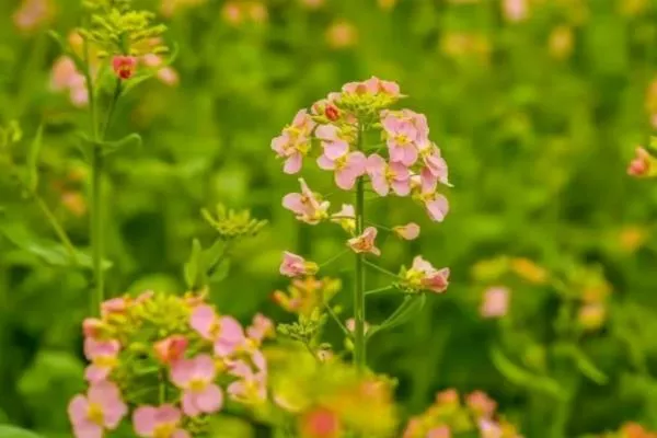 成都彩色油菜花田在哪里