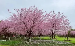 2022宁波植物园樱花什么时候开 交通指南