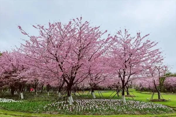 2022宁波植物园樱花什么时候开 交通指南