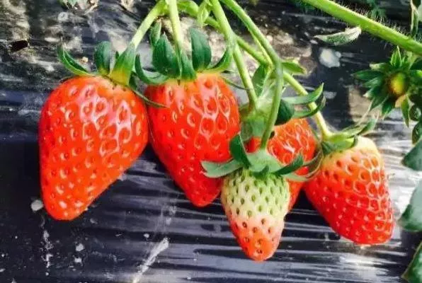 上海奉贤摘草莓的地方有哪些
