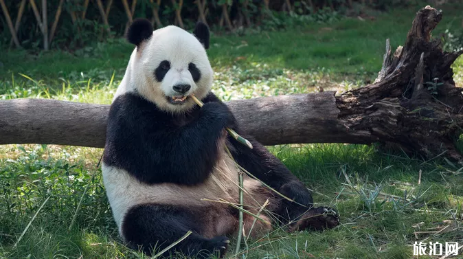 深圳野生动物园暑假门票有什么优惠+夜场看点