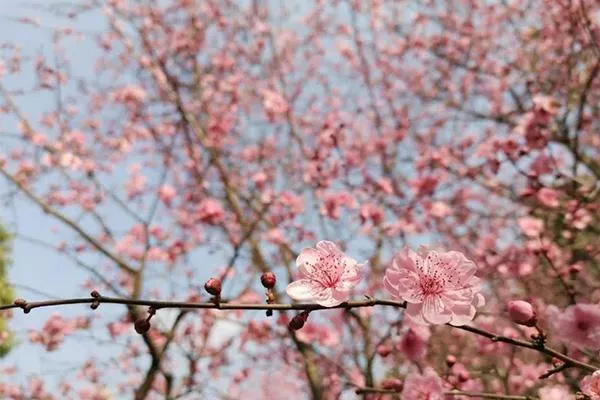 2022年3月成都赏花最好的地方