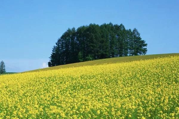 成都油菜花哪里好看 成都油菜花网红地2022