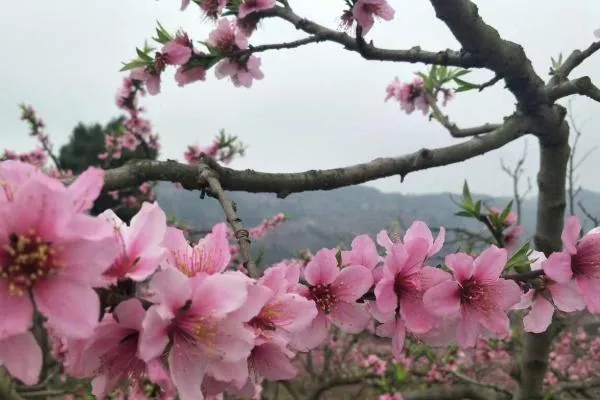 2022成都桃花故里桃花开了吗 桃花故里赏花路线推荐