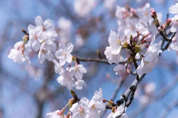 成都看樱花2022 最佳赏樱花地点推荐