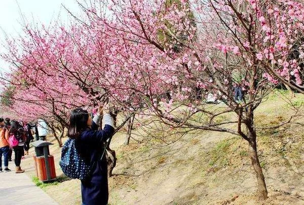 2022广州梅花在哪里看 这些地方的梅花开了