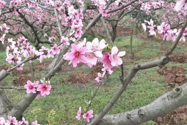 2022成都桃花故里桃花开了吗 桃花故里赏花路线推荐