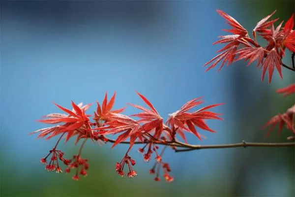 深圳12月有红叶吗 深圳哪里有枫叶景点