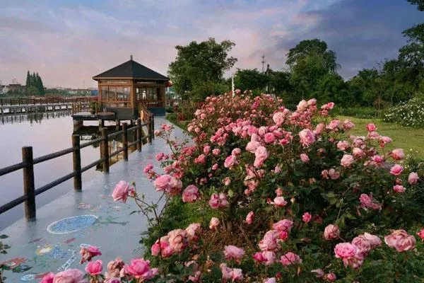 无锡鹅湖玫瑰文化园什么时候好玩