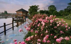 无锡鹅湖玫瑰文化园什么时候好玩