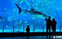 2018烟台海昌鲸鲨海洋公园门票价格+年卡价格+优惠信息