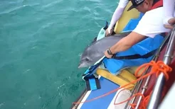 儋州海花岛救治的搁浅海豚今日成功放归大海