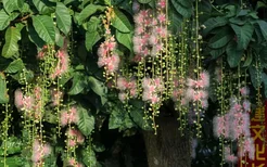儋州的“唐代名花”又迎来花季，错过要等一年！