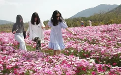 格桑花盛开迎春来 市民游客打卡海南昌江聚源花卉基地