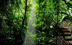 玩转保亭| 呀诺达雨林之旅:这方“绿洲”，好野