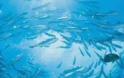 美食游之 海南最全的海鲜吃货攻略,一年四季海南海鲜攻略，各种时令海货的最佳食用时间攻略