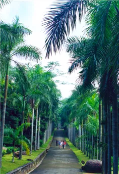 海南热带植物园