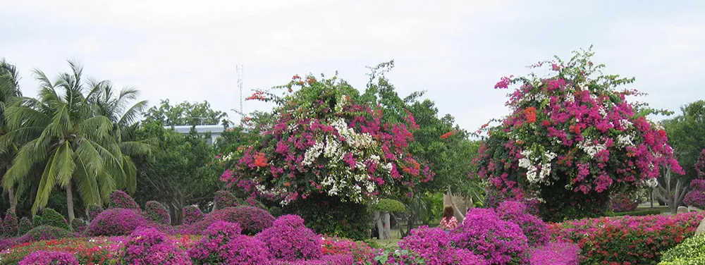 兴隆热带花园